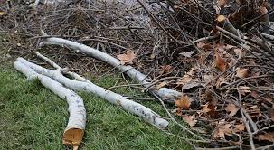 Yard Debris in Concord